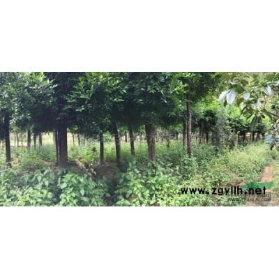 丹桂（桂花）基地圖片\丹桂（桂花）基地報(bào)價(jià)