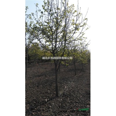 長期供應低分枝桂花，單桿及叢生