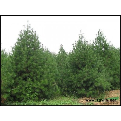 杜英行情報價\杜英圖片展示