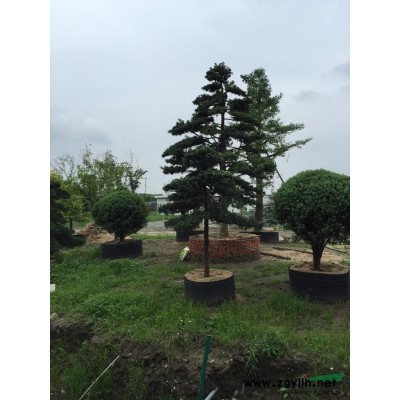 蘇州供應高度220 冠幅150的精品桂花