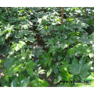 八月桂花、潢川金桂、丹桂、四季桂花銀桂月月桂