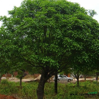 桂花*新價格/桂花報價