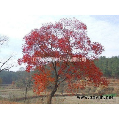 春紅楓樹苗批發供應3-12公分紅楓春季紅葉效果好春紅楓多少錢一株