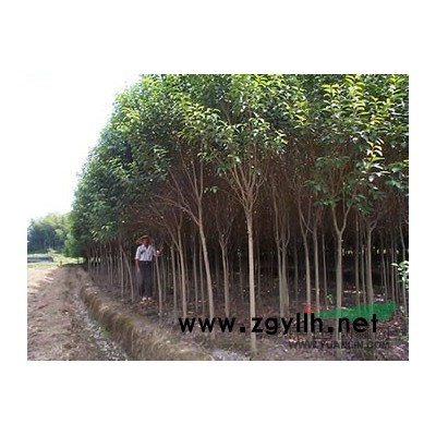 產地供應喬木工程苗馬褂木、七葉樹、黃連木、楓楊、龍爪槐