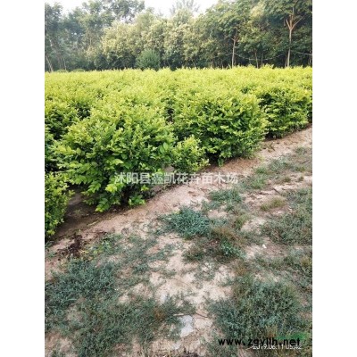 馬褂木價格、鵝掌楸價格