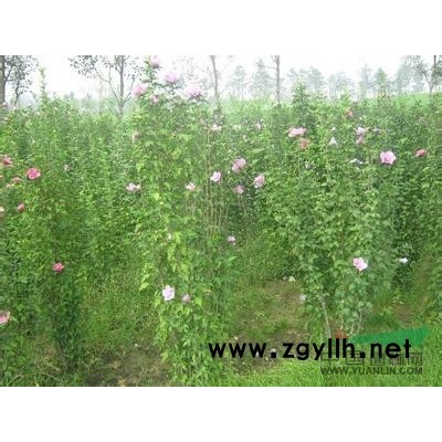 江蘇各種規(guī)格的桂花