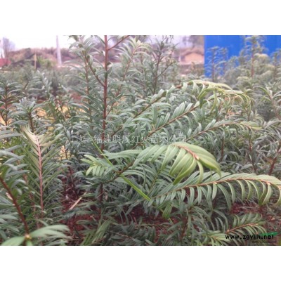 地徑2-15公分紅豆杉綠化樹！桂花樹！