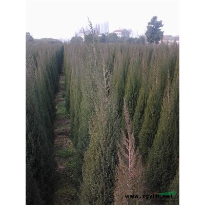 大小桂花，塔柏，及小葉榕，紅花紫荊，老人葵