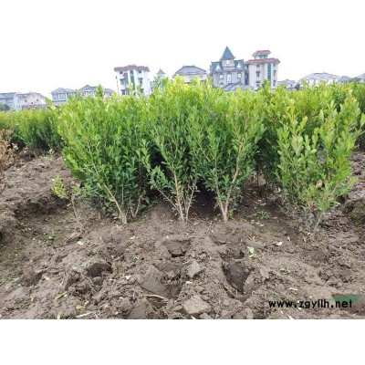 紅楓5-15公分工程苗供應，