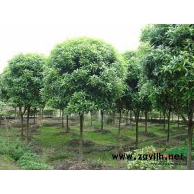 馬褂木行情報價\馬褂木圖片展示