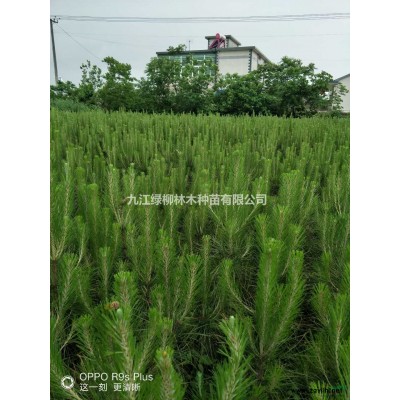 江西紅楓嫁接苗價格怎么樣  九江紅楓嫁接苗批發(fā) 九江嫁接紅楓