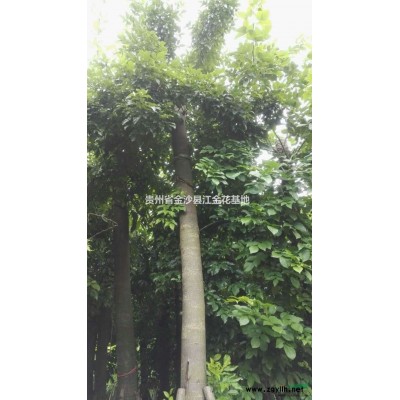 米徑15cm青楓嫁接日本紅楓