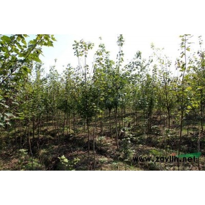 桂花、紅葉石楠、紅櫸、三角楓、紫薇、楊梅、美國紅楓、無患子