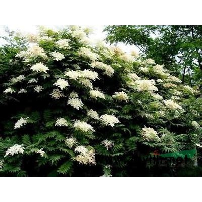 江蘇馬褂木 沭陽馬褂木