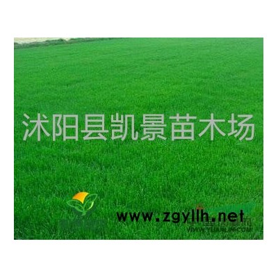 供應(yīng)薔薇，櫻花小苗，紅楓小苗，玉蘭小苗