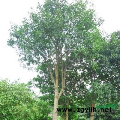 供應(yīng)野生杜英大苗