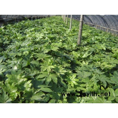 大葉女貞、垂柳、紅葉桃、龍爪槐