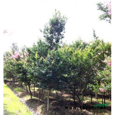 杜英、宣城杜英、安慶杜英、銅陵杜英、六安杜英、巢湖杜英