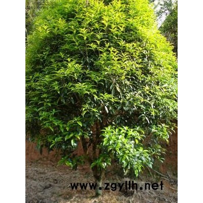 馬褂木、杉苗、杜英、獼猴桃苗