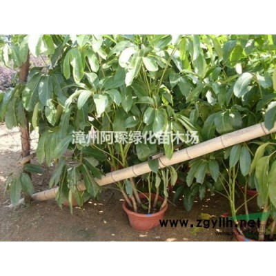 供應米蘭 七里香 桂花