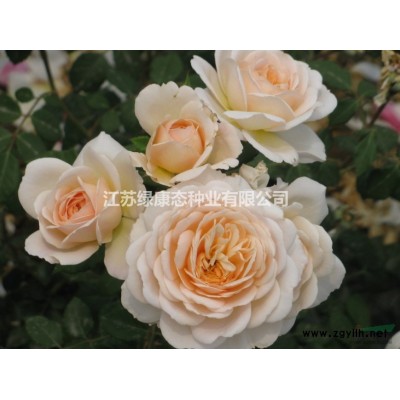 {紅楓}{紅楓種子}