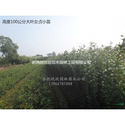 三角楓行情報價\三角楓圖片展示、五角楓、紅楓、青楓、雞爪槭