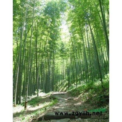 直售桂花，海棠，國槐，白蠟，欒樹