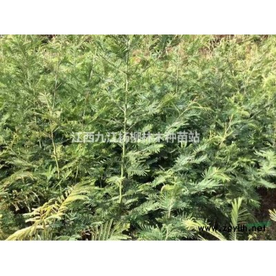 江西馬褂木小苗種植基地 馬褂木小苗批發價格 九江馬褂木小苗