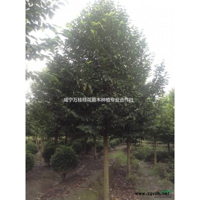 湖北全冠香樟，馬褂木，廣玉蘭，櫻花