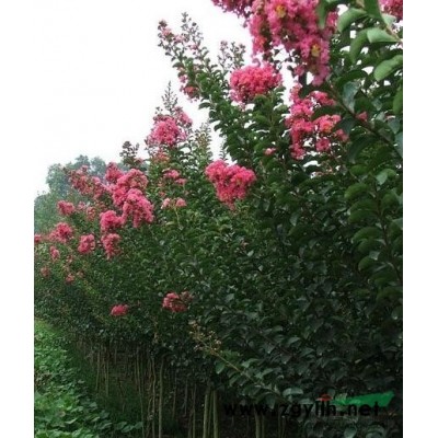 桂花樹行情報價\桂花樹圖片展示