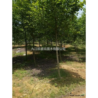 九江歐鑫克苗木有限公司大量出售馬褂木