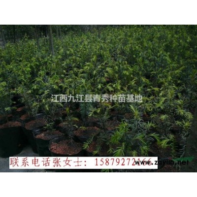 江西馬褂木供應電話、九江馬褂木基地價格、九江馬褂木批發