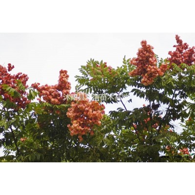 宿遷紅楓價格地徑2-3-4-5公分紅楓產(chǎn)地直銷