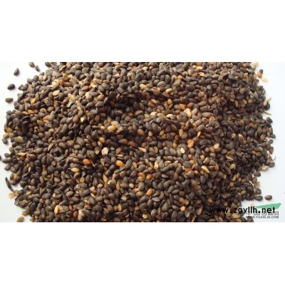 桂花小苗4圖片\桂花小苗4報價