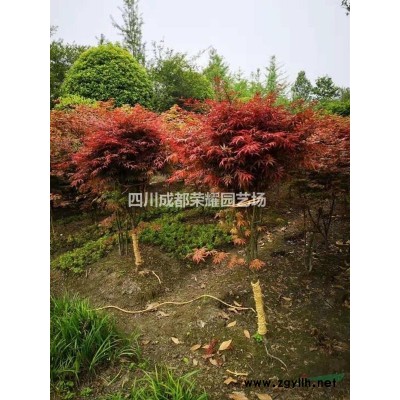 四川省成都市供應各類規格日本紅楓