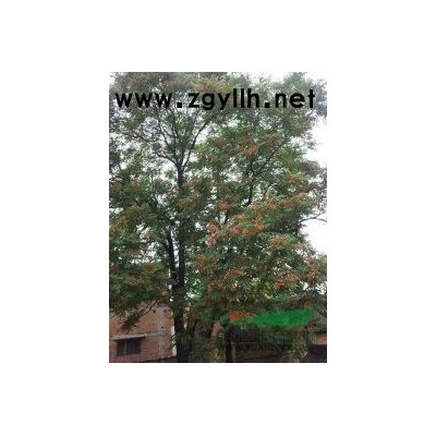 紅豆杉、香樟、桂花、木荷、楓香、無患子、七葉樹、竹柏、馬褂木