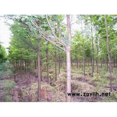 青桐、南酸棗、喜樹、馬褂木、紅葉李