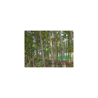 處理馬褂木10-14公分