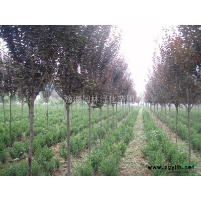 桂花小苗、嫁接桂花、八月桂、四季桂、從生桂花