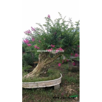 銅陵怡康盆景——桂花