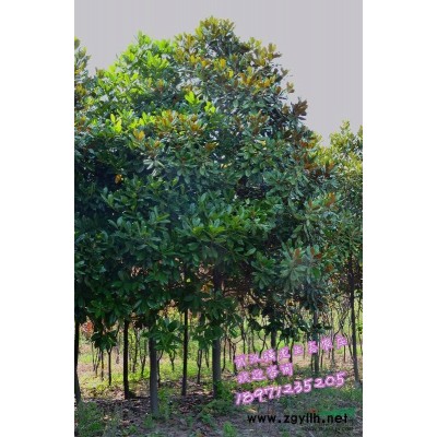 武漢10-20公分桂花（金桂）大量供應