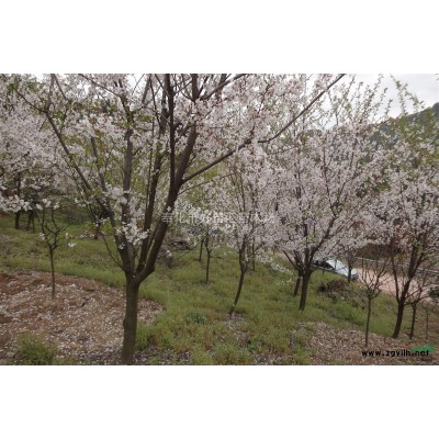 優(yōu)質(zhì)桂花盡在好苗匯