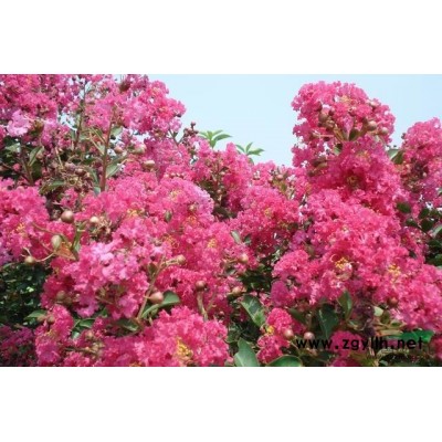 河南平頂山地區(qū)供應(yīng)3-8cm桂花（高桿）