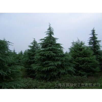 上海桂花 上海金桂 八月桂 丹桂 桂花價格