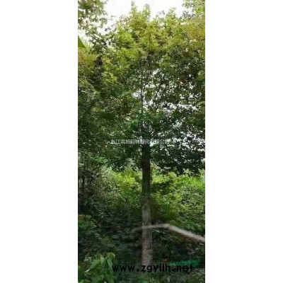 江西紅楓3批發/供應