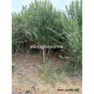 4公分木槿種植價格5紅楓木槿裝車價格