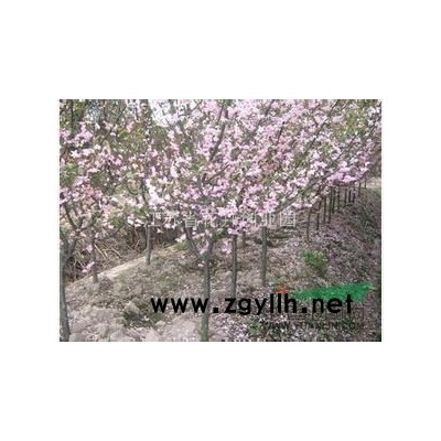 發(fā)財(cái)樹、幸福樹、茶樹，蘭花，桂花等室內(nèi)凈化類植物