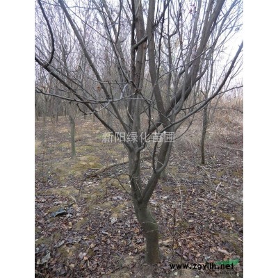 湖北桂花，大桂花