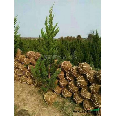 打折出售馬褂木/江蘇苗圃馬褂木價格/馬褂木基地照片