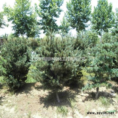 江蘇雜交馬褂木4哪里好/哪家便宜